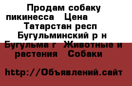 Продам собаку пикинесса › Цена ­ 4 000 - Татарстан респ., Бугульминский р-н, Бугульма г. Животные и растения » Собаки   